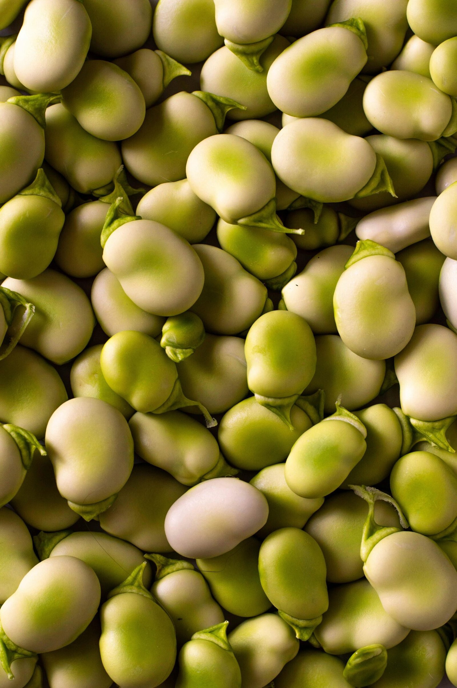 Semi Fava